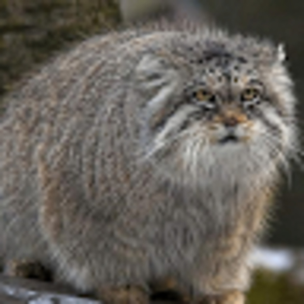 Meet your Posher, Masha